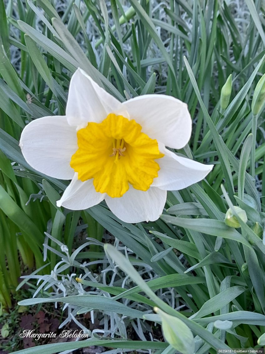 Майский сад глазами моих кукол