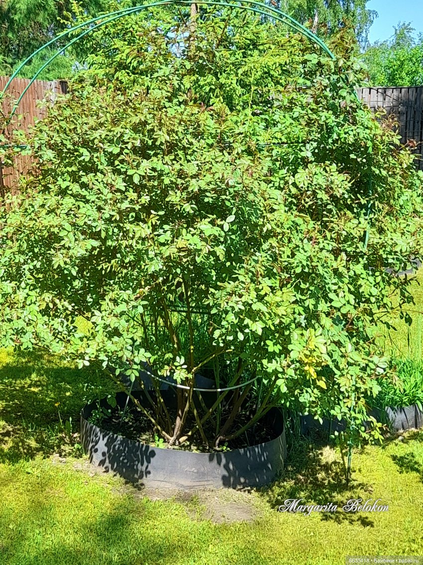 Майский сад глазами моих кукол