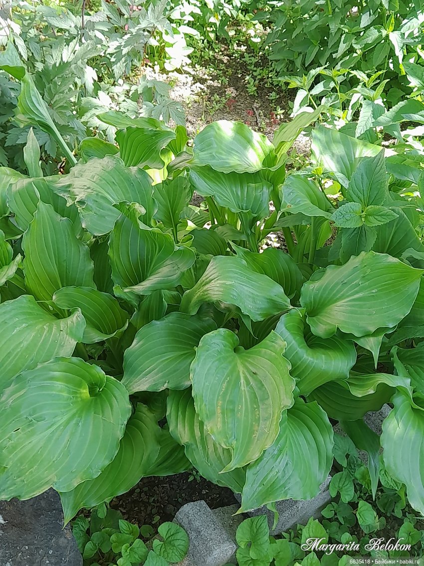 Майский сад глазами моих кукол