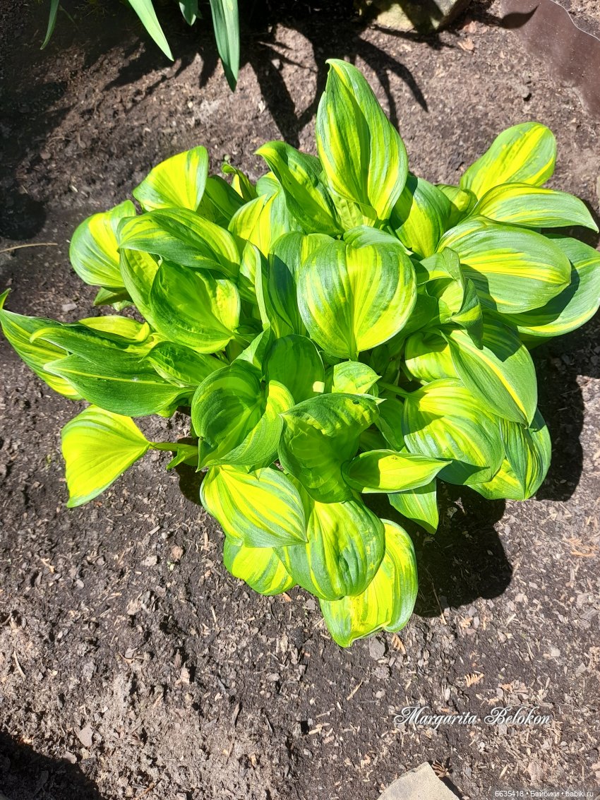 Майский сад глазами моих кукол