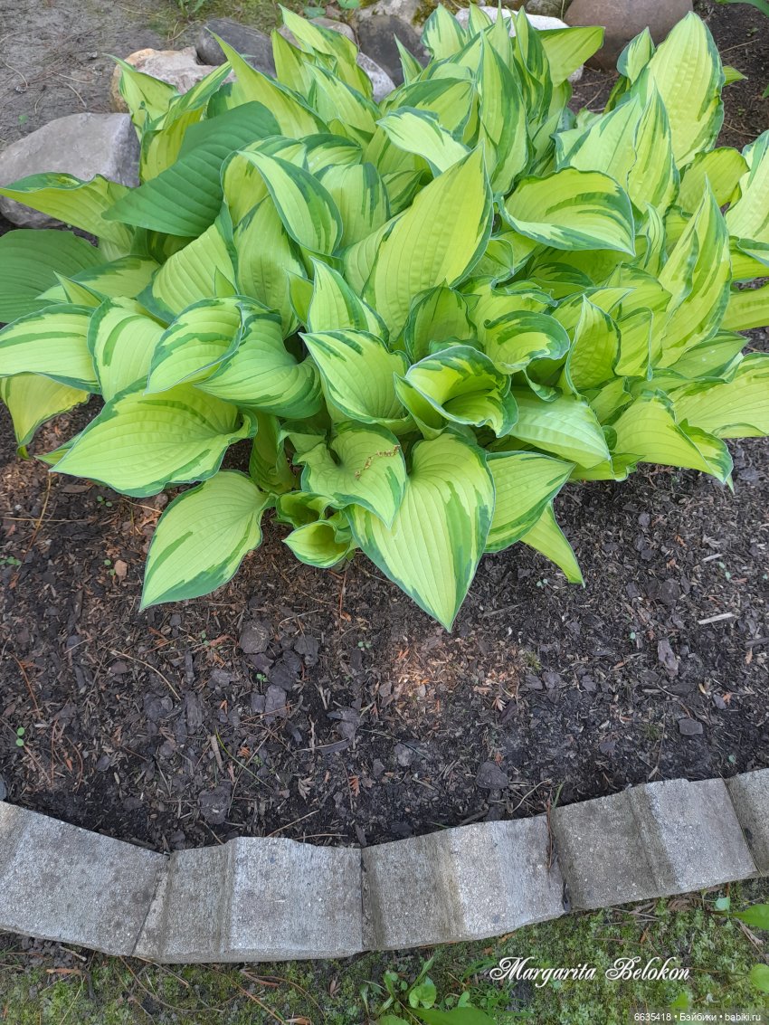 Майский сад глазами моих кукол