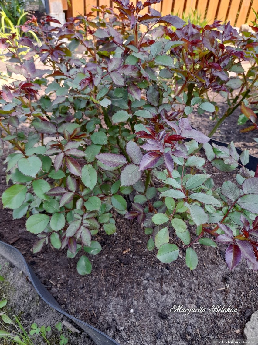 Майский сад глазами моих кукол