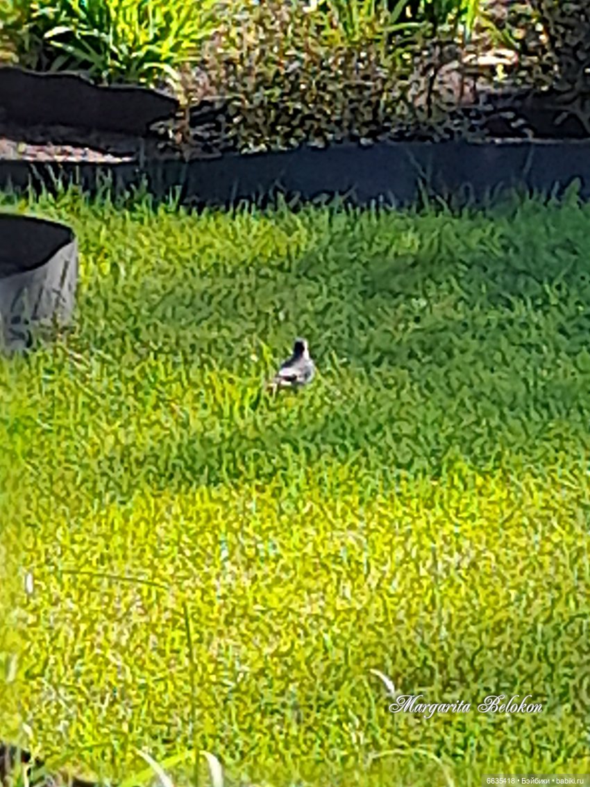 Майский сад глазами моих кукол