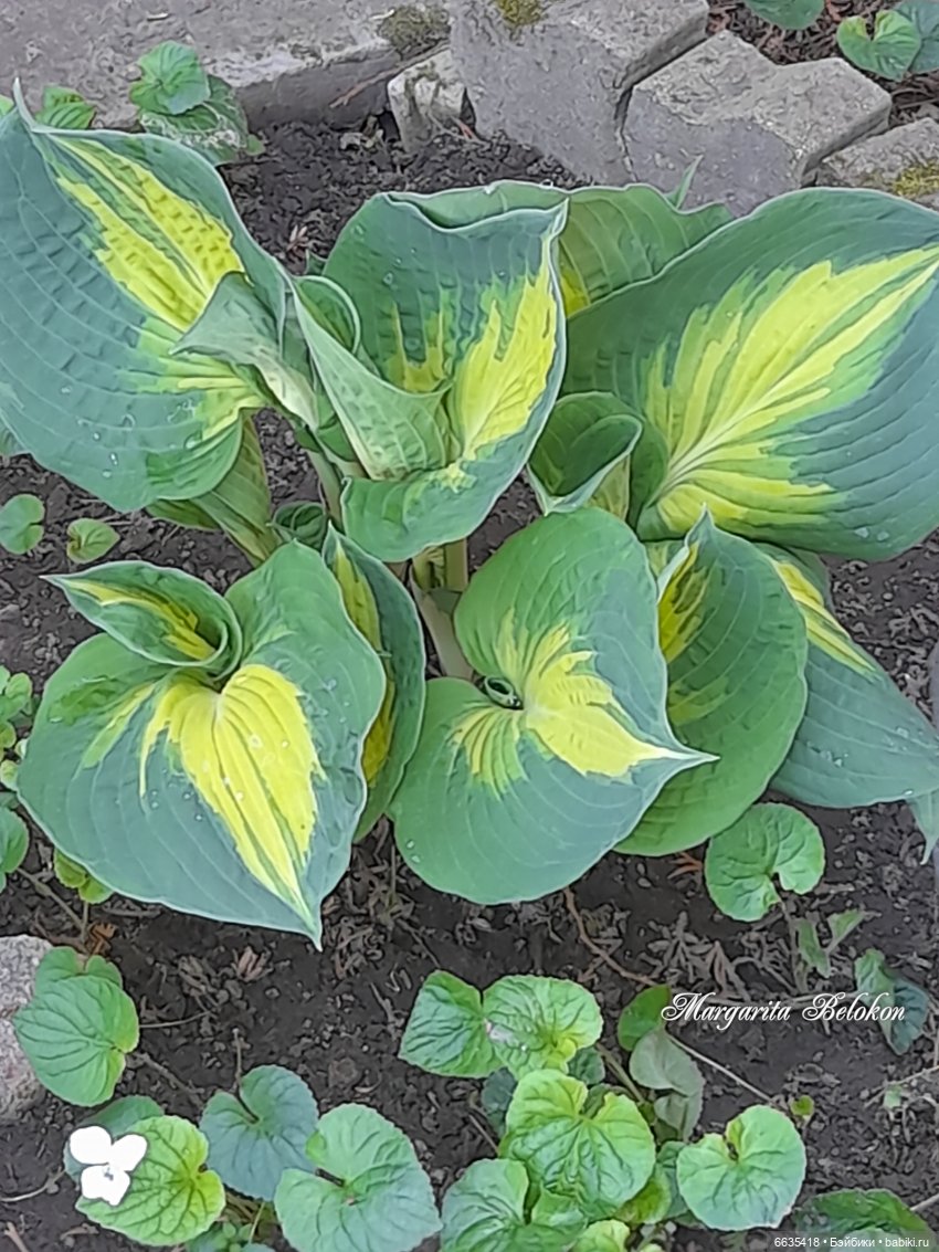 Майский сад глазами моих кукол