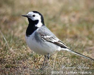 Майский сад глазами моих кукол