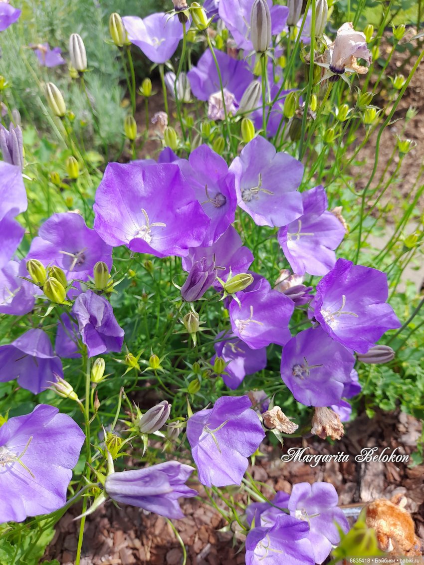 Капризная Маруся — Домашние фото авторских кукол: личные коллекции