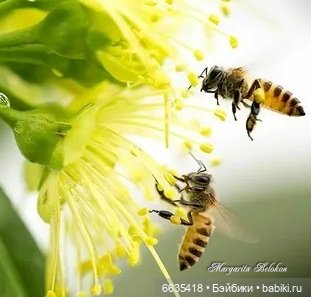 Маленькие, но очень трудолюбивые (фото 8)