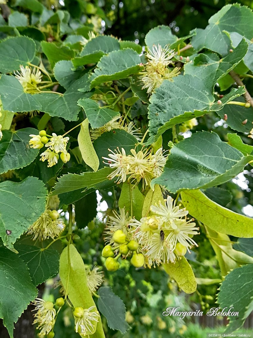 Маленькие, но очень трудолюбивые (фото 2)