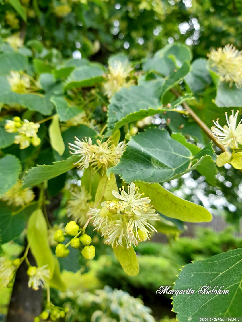 Маленькие, но очень трудолюбивые (фото 3)