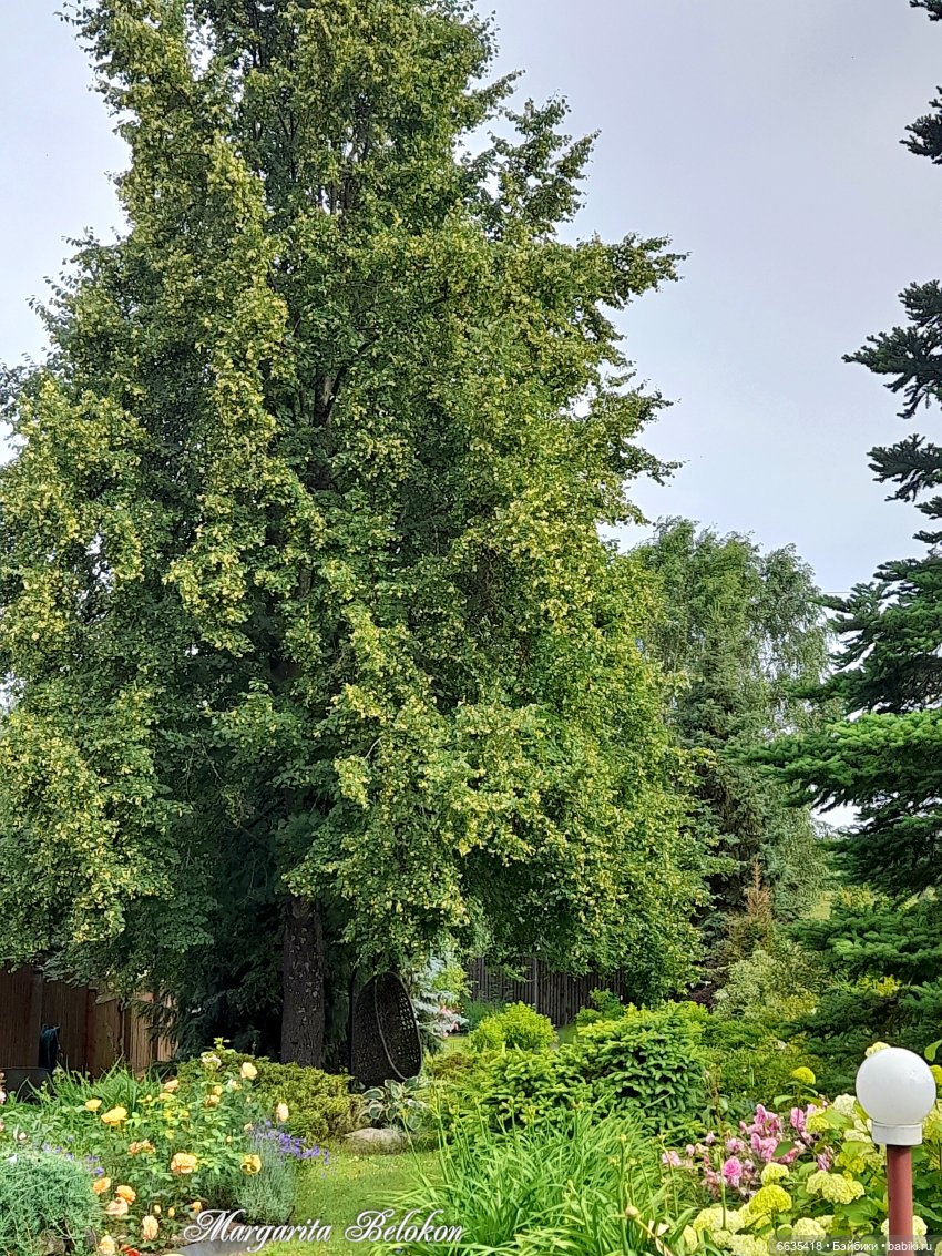 Маленькие, но очень трудолюбивые (фото 6)