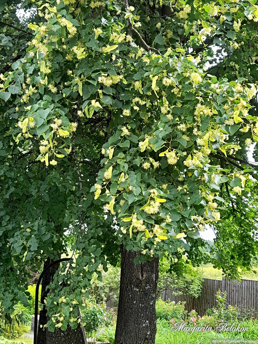 Маленькие, но очень трудолюбивые (фото 7)