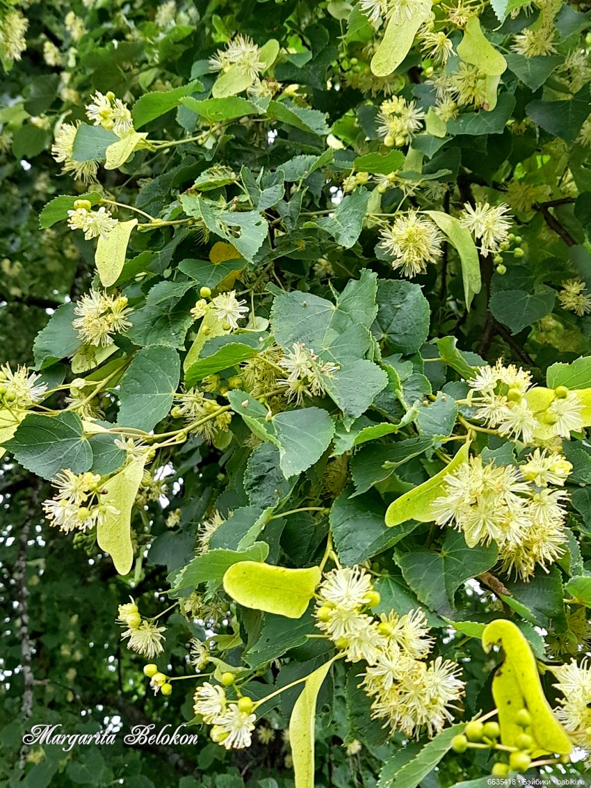 Маленькие, но очень трудолюбивые