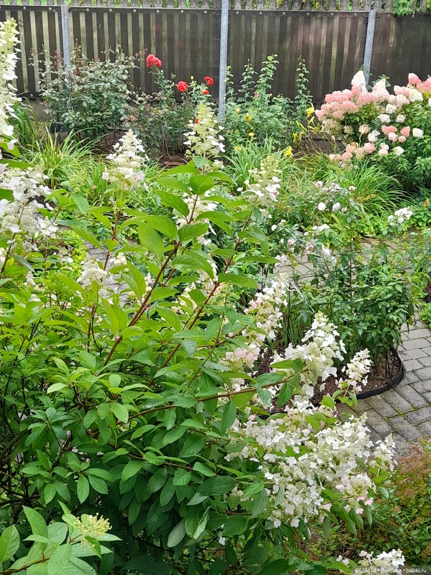 Мы будем ждать — Азиатские виниловые куклы (разное): Китай (фото 5)