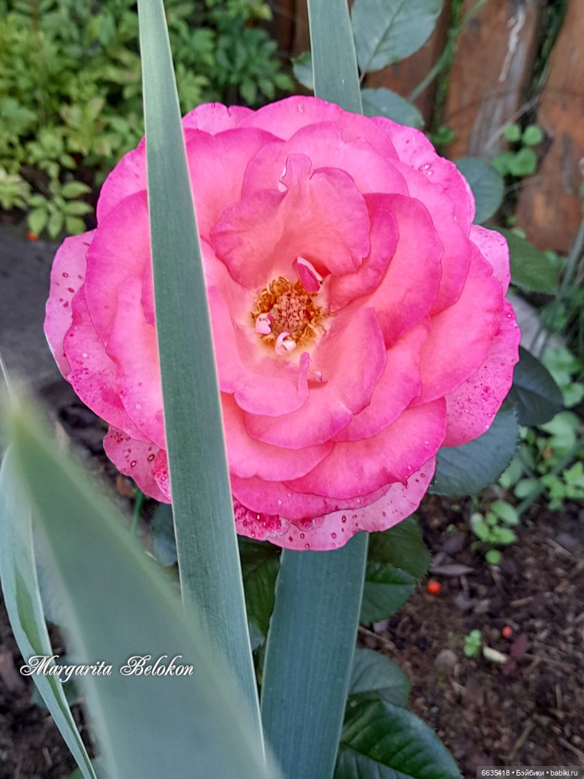 Хочу быть цветочной феей — Азиатские виниловые куклы (разное): Китай (фото 3)