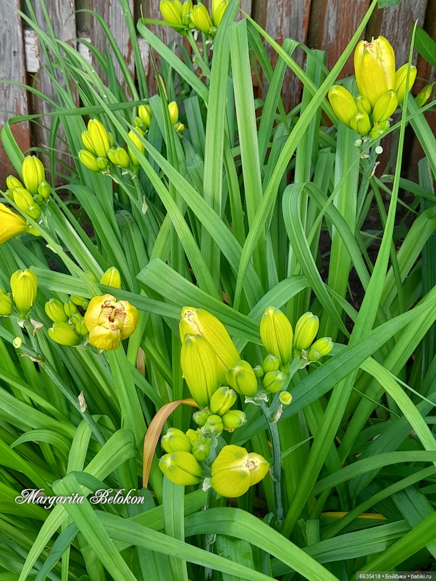 День жёлтого цвета — Азиатские виниловые куклы (разное): Китай