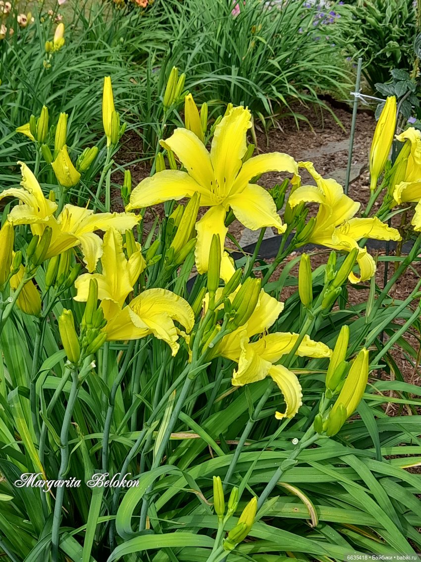 День жёлтого цвета — Азиатские виниловые куклы (разное): Китай