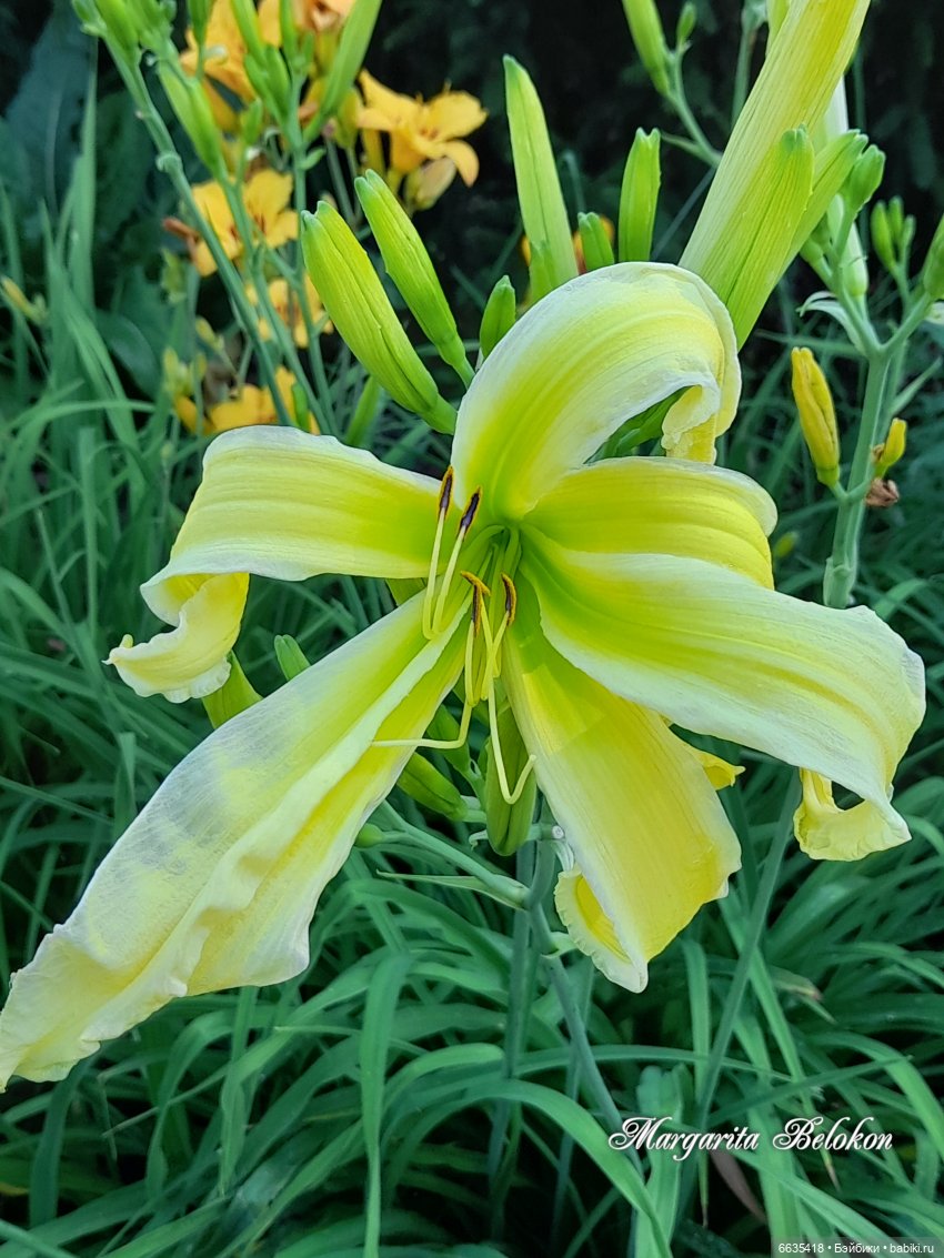 День жёлтого цвета — Азиатские виниловые куклы (разное): Китай