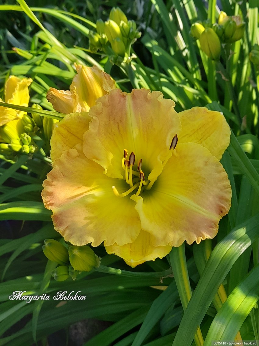 День жёлтого цвета — Азиатские виниловые куклы (разное): Китай