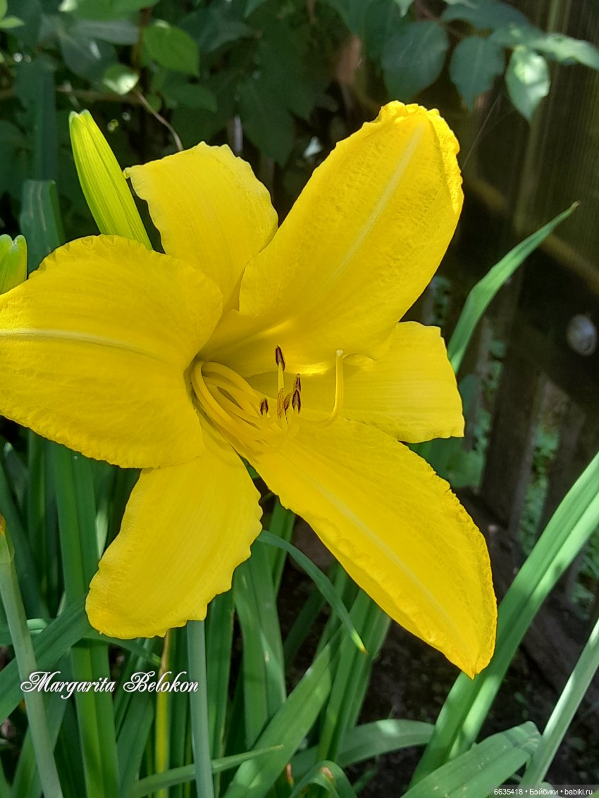 День жёлтого цвета — Азиатские виниловые куклы (разное): Китай