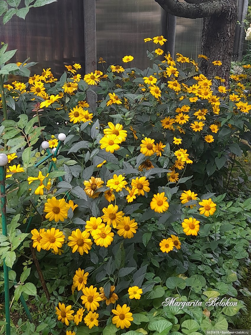 День жёлтого цвета — Азиатские виниловые куклы (разное): Китай