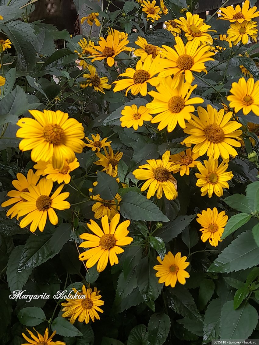 День жёлтого цвета — Азиатские виниловые куклы (разное): Китай