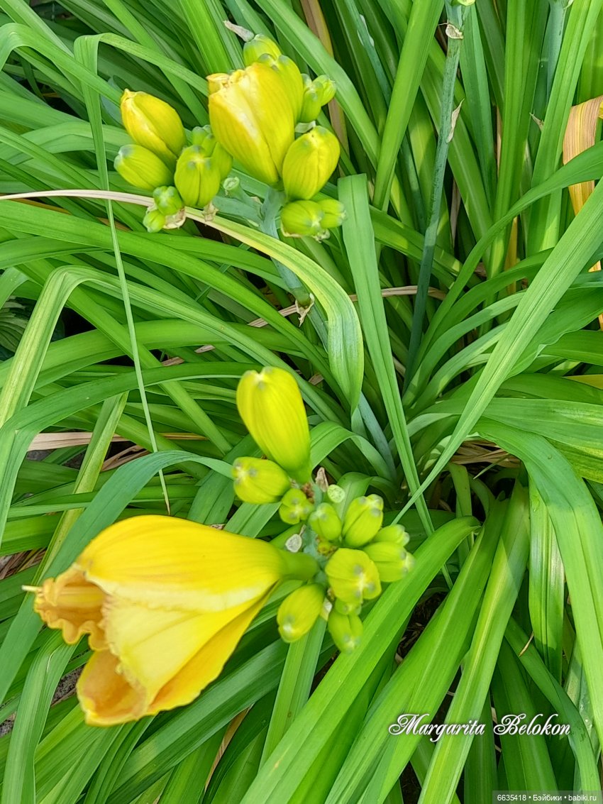 День жёлтого цвета — Азиатские виниловые куклы (разное): Китай