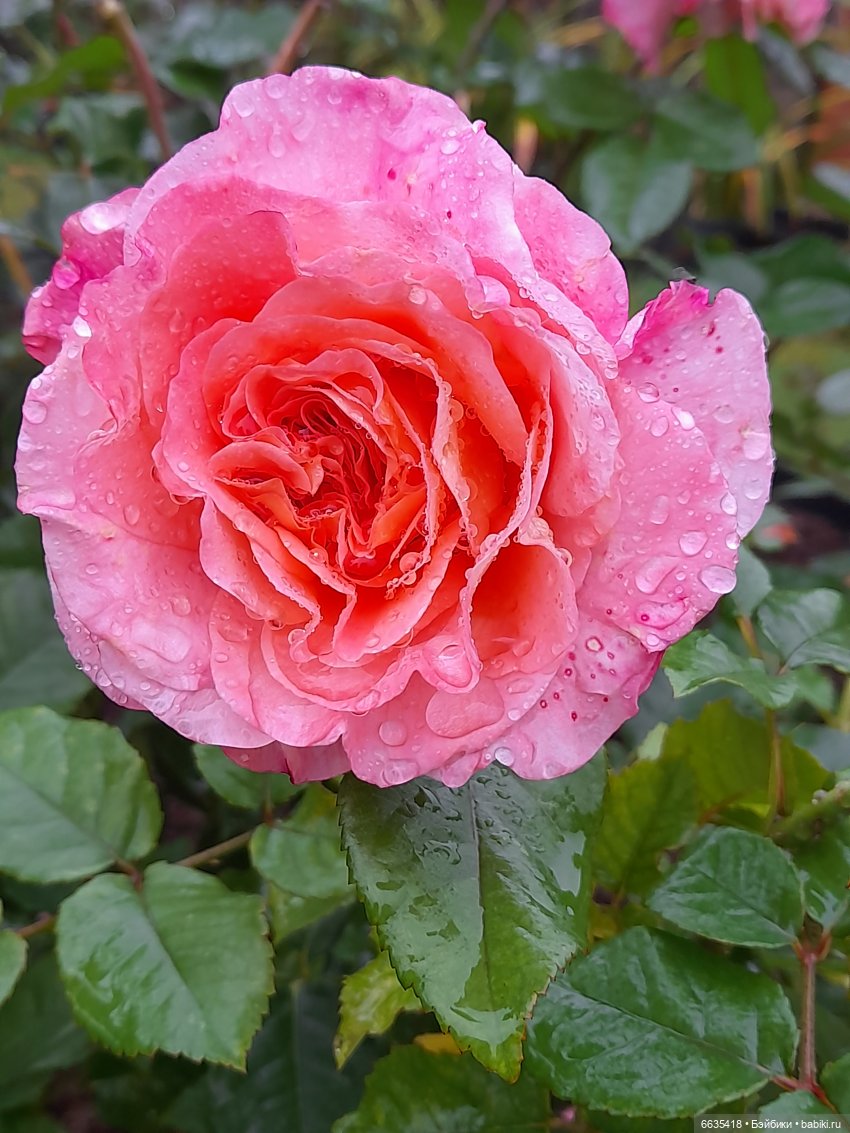 Дом счастья — Кукольные фотоистории и сериалы: комиксы