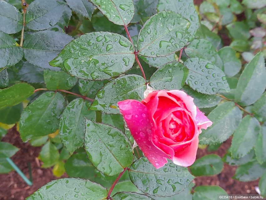 Дом счастья — Кукольные фотоистории и сериалы: комиксы