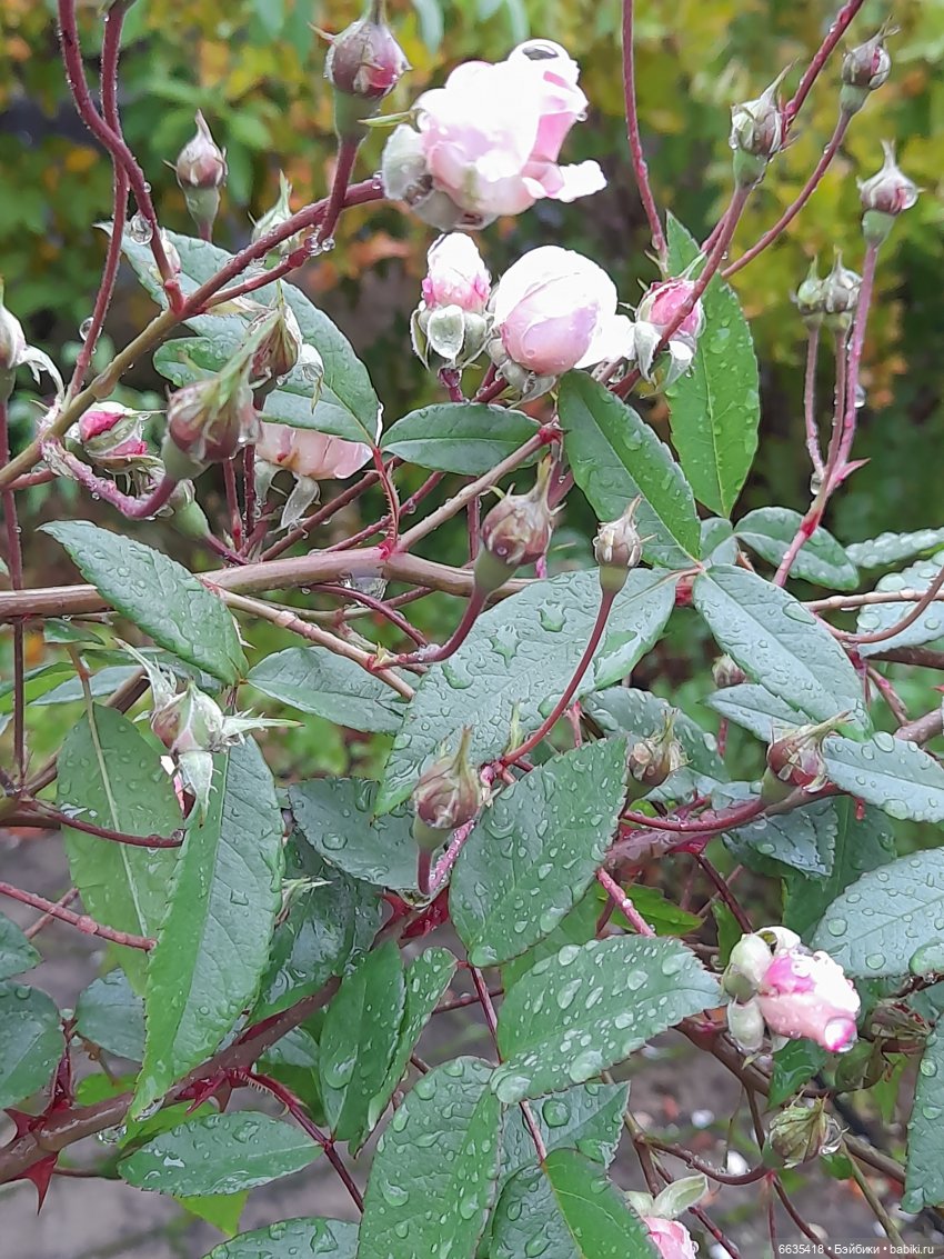 Дом счастья — Кукольные фотоистории и сериалы: комиксы