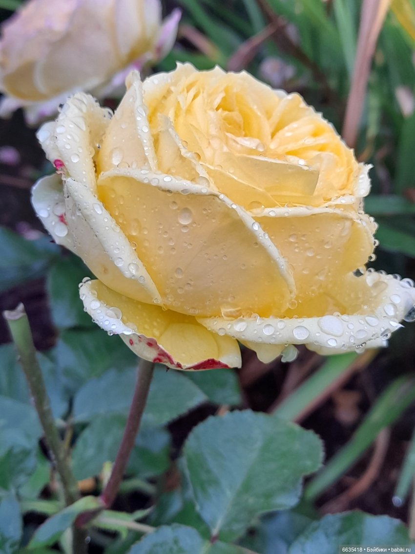 Дом счастья — Кукольные фотоистории и сериалы: комиксы