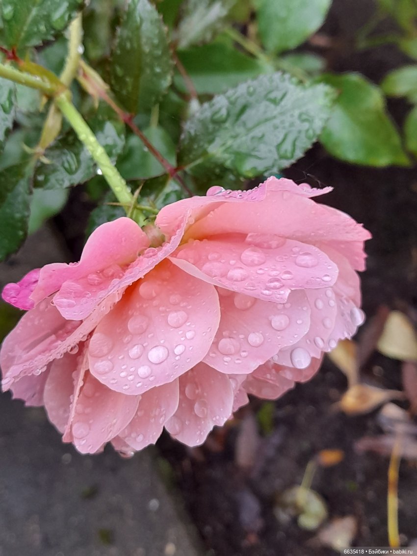 Дом счастья — Кукольные фотоистории и сериалы: комиксы