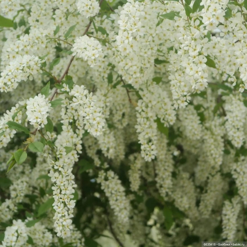 Сказка о Счастье — Куклы Kaye Wiggs (Кайе Виггс): авторские BJD (БЖД)