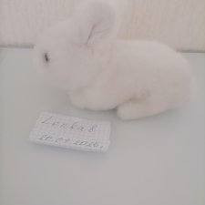 Кролик Vio Germany