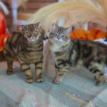 Осенняя фотосессия пушистиков