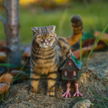 Куроножка и котики