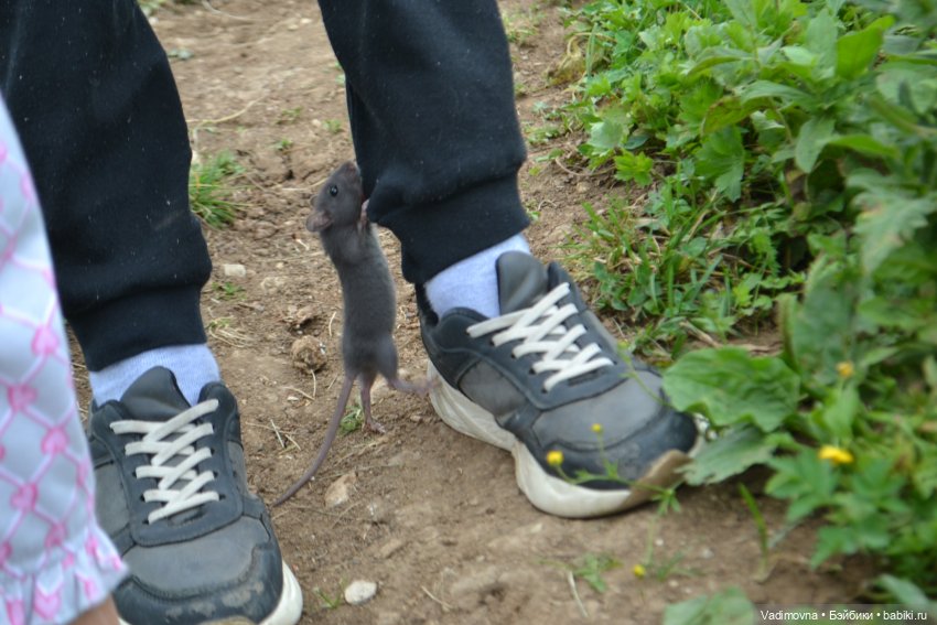 Путешествие эльфийки Мартины Berjuan biggers