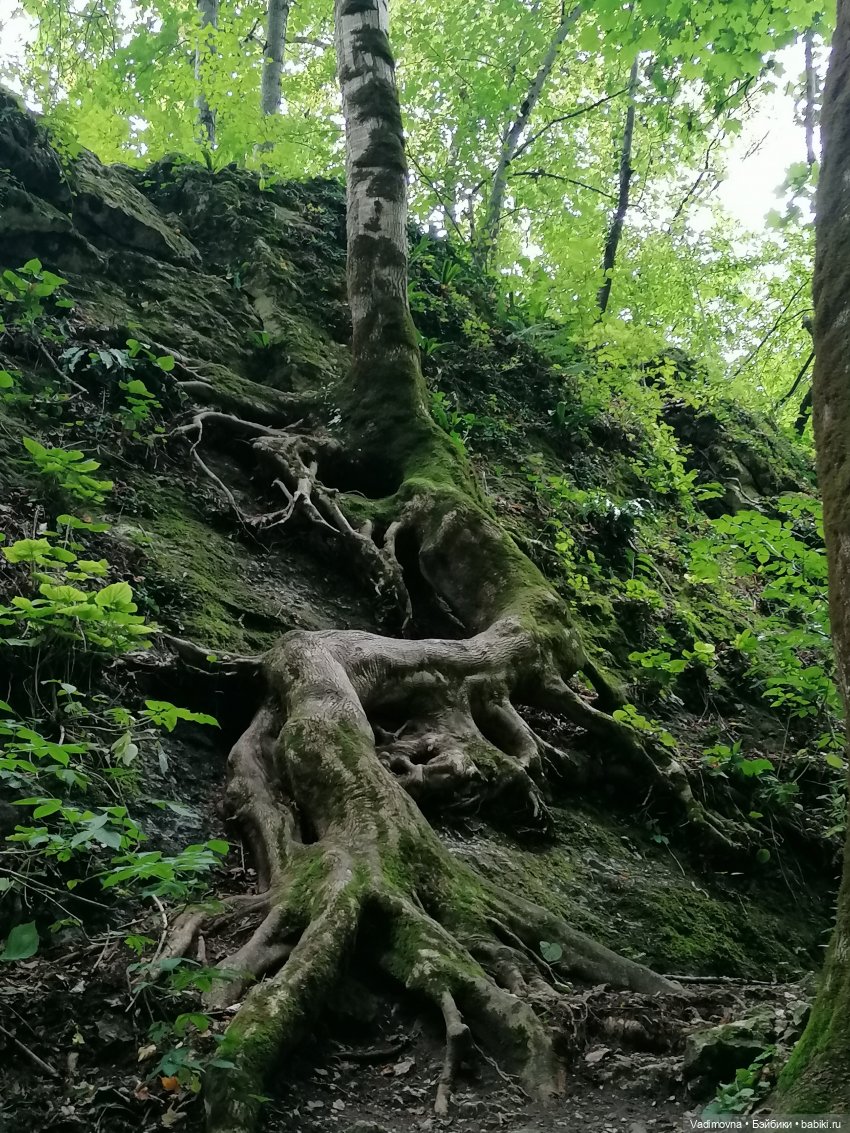 Путешествие эльфийки Мартины Berjuan biggers