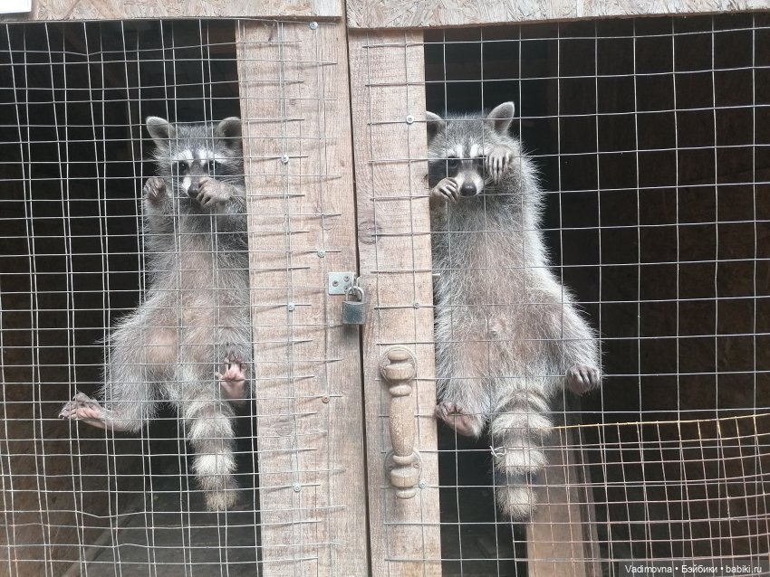 Путешествие эльфийки Мартины Berjuan biggers