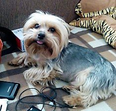 Верный друг — Домашние фото авторских игрушек: Тедди