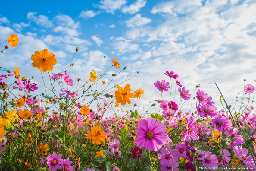 Бывает ли много красоты??? Её бывает только мало