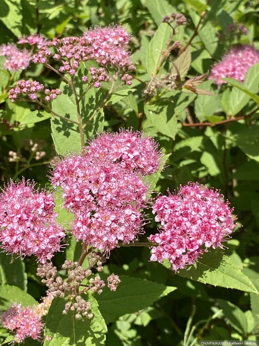 Люськина прогулка по Москве