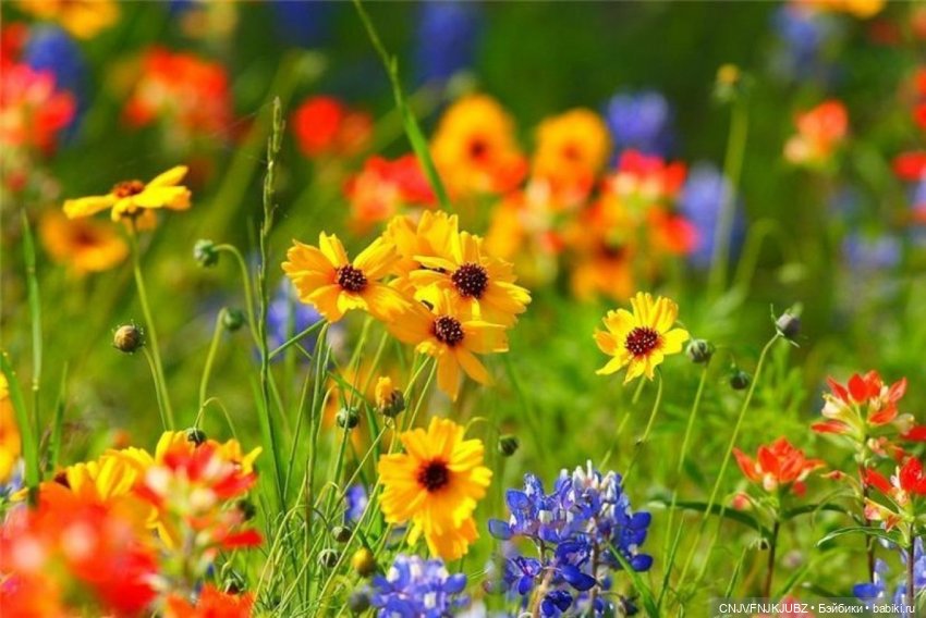 Куклы Tafidolls (Татьяна Филенко): российские BJD (БЖД)