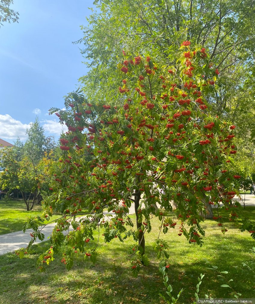 Внезапно прогулялись — Авторские мишки Тедди и друзья: фото