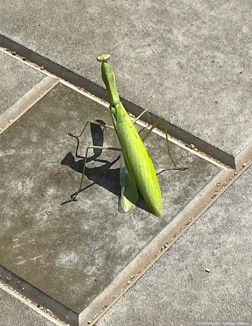 Внезапно прогулялись — Авторские мишки Тедди и друзья: фото (фото 8)