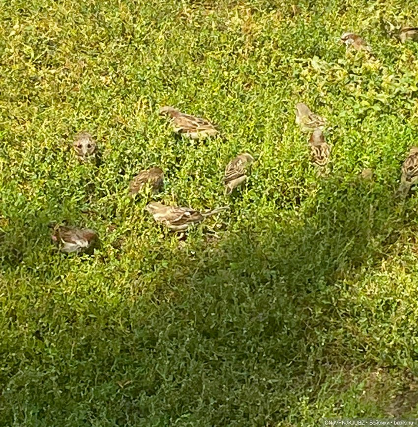 Внезапно прогулялись — Авторские мишки Тедди и друзья: фото