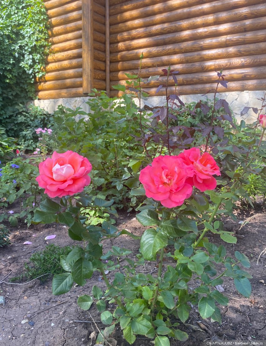 Внезапно прогулялись — Авторские мишки Тедди и друзья: фото