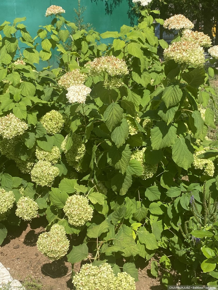 Внезапно прогулялись — Авторские мишки Тедди и друзья: фото