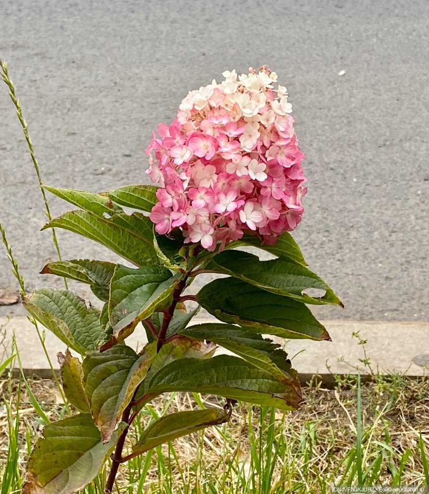 Внезапно прогулялись 2 — Культура