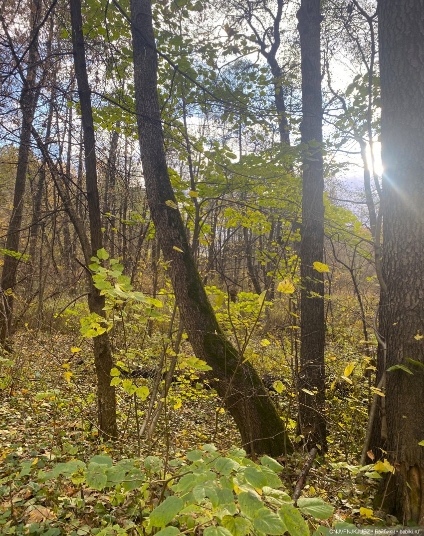 Пойдём по листьям пошуршим