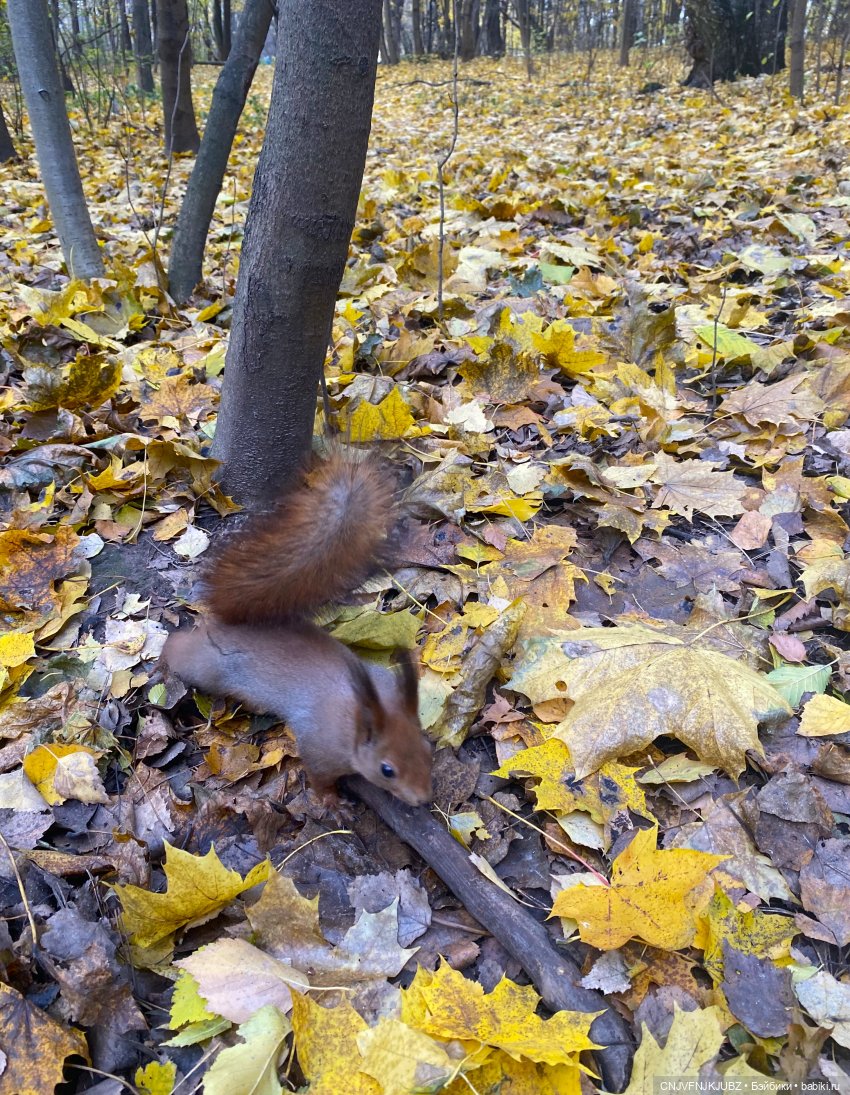 Пойдём по листьям пошуршим